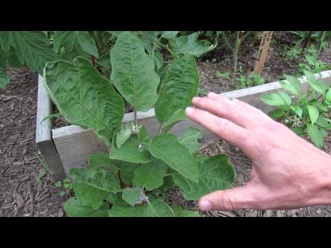 how to cure eggplant