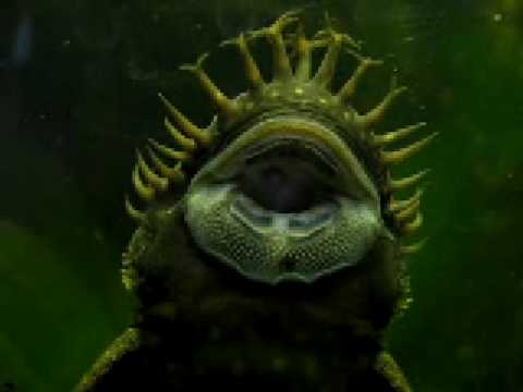 Brainsucker monster from outer space