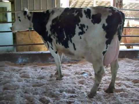 farm bull