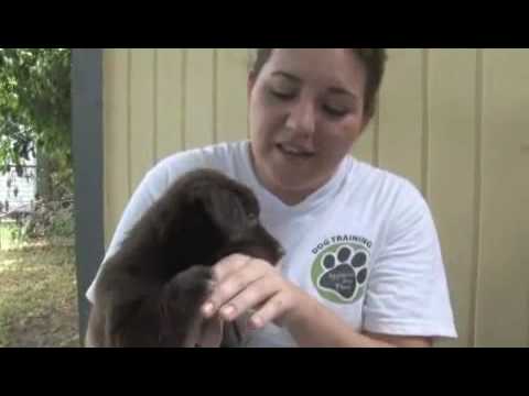 how to eliminate puppy biting