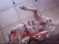 Possesed dog