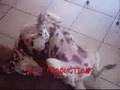 Possesed dog