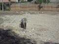 Zoologico Santa Fe 148