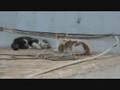 videos de Cat Fight