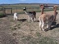 Ch Elso PACA\
