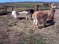 Ch Elso PACA's Astroid Shooter & his Alpacas