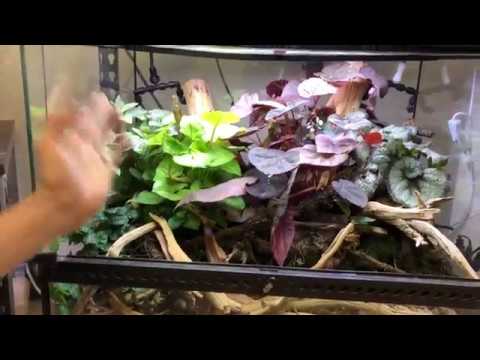 YouTube reptile video