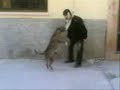 amstaff du maroc amstaff du maroc