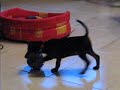 Pinscher Nano teme un nuovo giocattolo Pinscher Nano teme un nuovo giocattolo