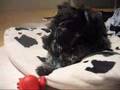 Schnauzer Miniatura video