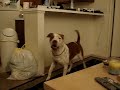 Deno gets Dog on TV Deno gets Dog on TV