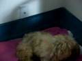 videos de Reyna con perritos