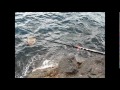 中泊のグレ釣り
