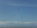 berck plage cerfs volants