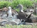 Blue-footed Boobies