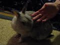 affection,bunny,indoor