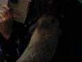 videos de Pook reaching up to me