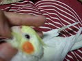 ダースベーダーを歌うオカメインコ