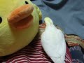 オリジナルアレンジがヒド�...