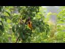 Hooded oriole feeding on pluot in San Luis Obispo Hooded oriole feeding on pluot in San Luis Obispo