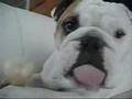 bulldogs-on-a-couch