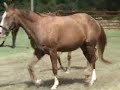Avery -- 2008 Appaloosa filly for sale by Hot Diggity Joe