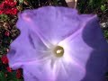 Video 29