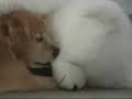 Goldens & their Teddy Bears