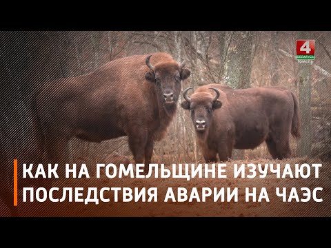 Научный отдел Полесского государственного радиационно-экологического заповедника проводит изучение всех последствий Чернобыльской аварии видео