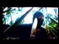 SHO KOSUGI against the Black Eagle Ninja Clan