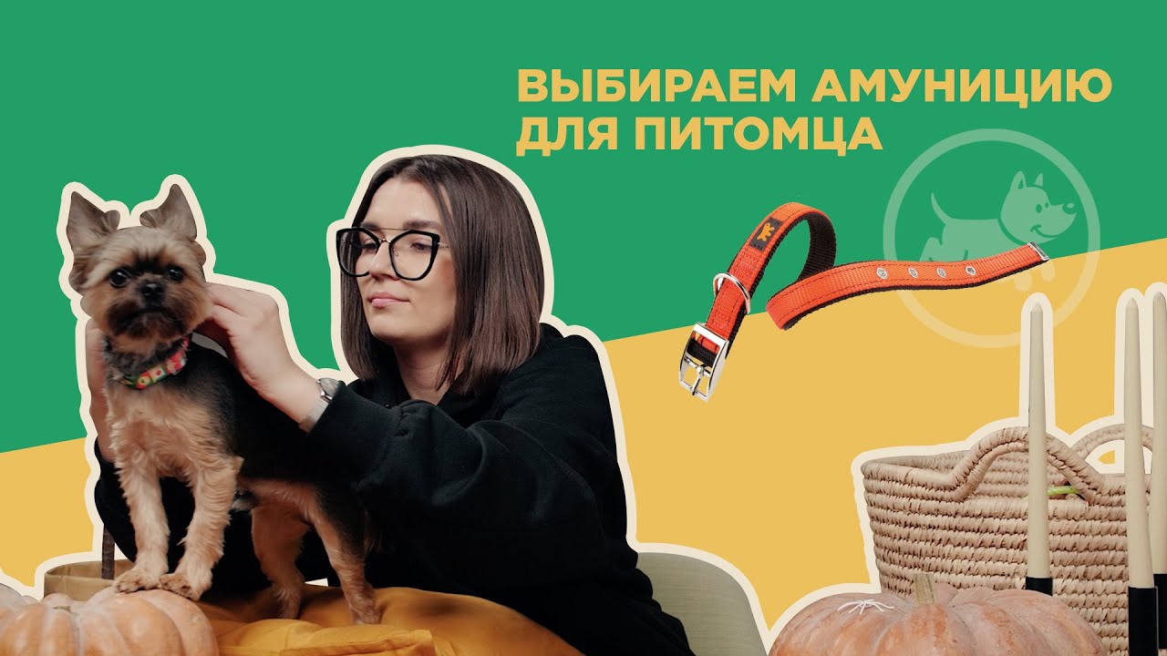 Амуниция для вашего питомца