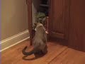 Siamese Cat Stealing Cat Food from Cabinet
