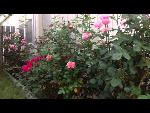 how to get rid aphids on roses