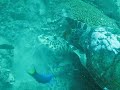 forra tourtle fighting - free flv video @ vwatch.tv