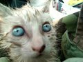 Vukodlak Productions-  Heavy Metal Kittens