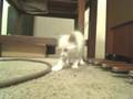 videos de Vukodlak Productions-  Heavy Metal Kittens