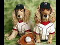 red sox dirty water