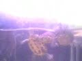 Hungry turtles 2 (funny) Hungry turtles 2 (funny)
