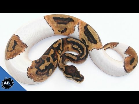 YouTube reptile video