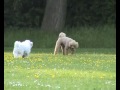 Polla und die Anderen Polla und die Anderen