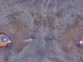 videos de Custom Dog Portrait