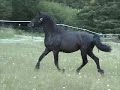Zephyr - 2 yr old Frieisan Filly
