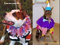 WHAT IS BSL and HOW TO FIGHT IT