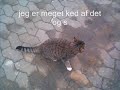 Min døde kat Min døde kat