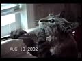 cat show cat show