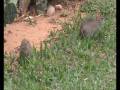 Cavia aperea