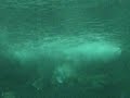 shark fight in sydney aquarium