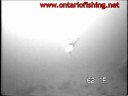 Swarm of Bass following a Crankbait. Swarm of Bass following a Crankbait.