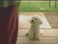 Dog Attacks Man