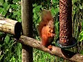 Red squirrel having lunch.